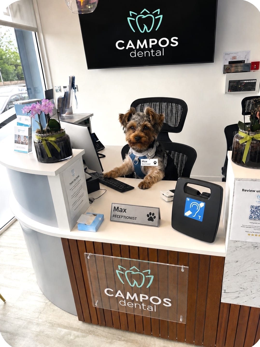 Max the comfort dog, a Yorkshire Terrier, sitting behind the reception desk at Campos Dental Edgware